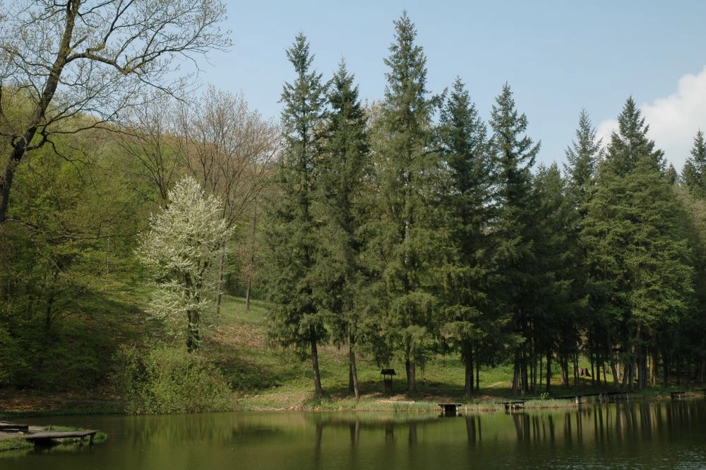 Tókaji-parkerdő program